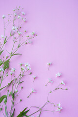 Flowers Gypsophila. Flat lay, top view, copy space. White small flowers on pastel pink background.