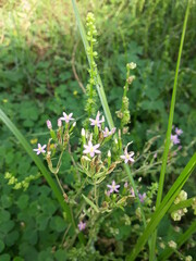 green grass and pink flowers