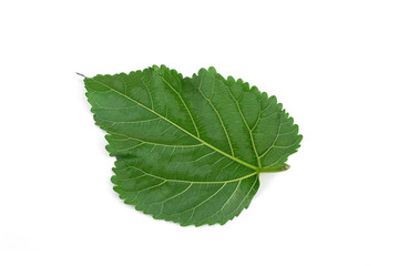 The back green mulberry leaf isolated on white background.