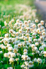 Group of white clovers in green grass. Selective focus.