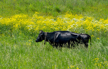 Black cow in the green and yellow field