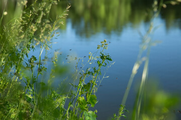 Wild grass on the lake. Evening. Mosquitos fly over the grass.