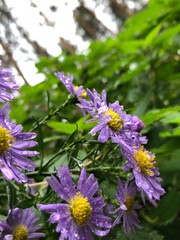 purple autumn asters after the rain