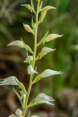 Eastern Hooded Helleborine (Cephalanthera epipactoides)