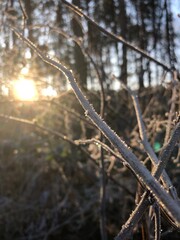 frost on branches