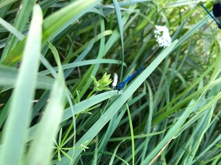 blue dragonfly in the grass