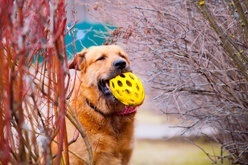 Red dog with yellow toy in teeth on walk © Julia