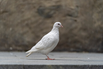White dove sits on the sidewalk in a mountain village near the city of Danang, Vietnam