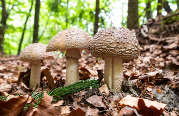 Three isolated mushrooms with white drops from family Amanita regalis in pine forest with a lot of dead leaves. This fungus is symbiont with pine trees.