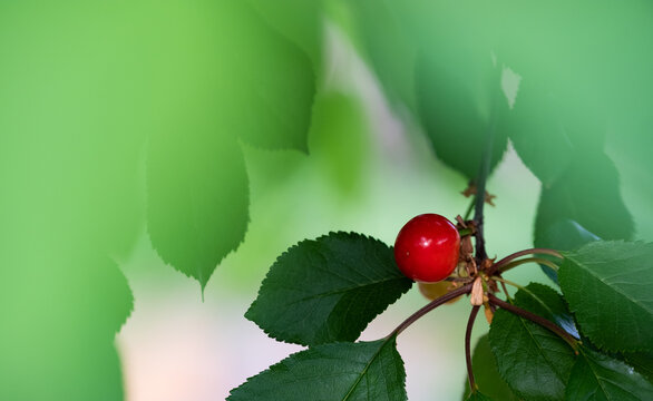 A red sour-cherry isolated in the tree between leafs in the early summer looking for sun