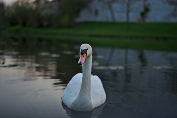Schwan im Burggraben