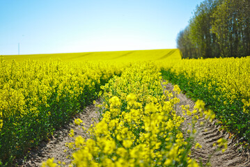 Obraz premium Rapsfeld 
