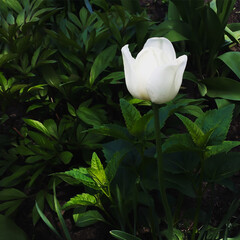 white tulip on green leafs