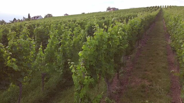 Vineyards in the Baden-W&uuml;rttemberg region, in southwestern Germany. W&uuml;rttemberg is known as Germany's premier red wine region