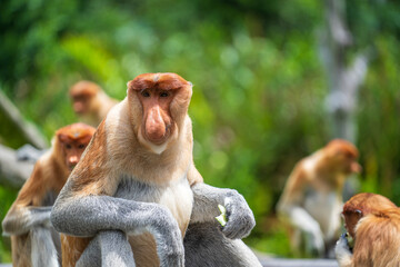 Family of wild Proboscis monkey or Nasalis larvatus, in the rainforest of island Borneo, Malaysia, close up