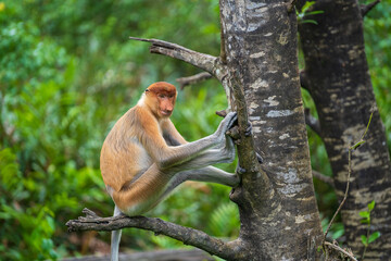 Family of wild Proboscis monkey or Nasalis larvatus, in the rainforest of island Borneo, Malaysia, close up