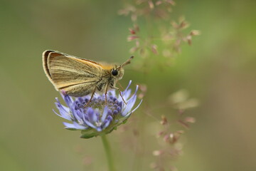Schmetterling Dickkopffalter Hesperiidae auf blauer Blüte