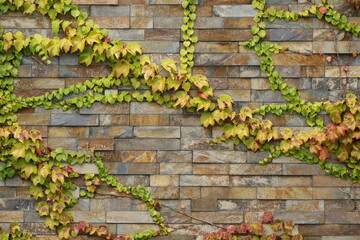 Kletterpflanze Wilder Wein an einer Natursteinmauer