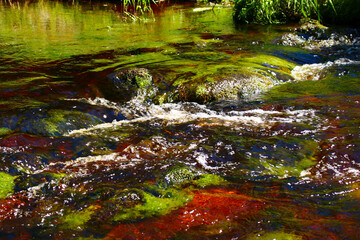 AM BACHLAUF    Idyllischer GEBIRGSBACH