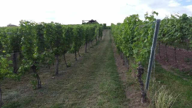 Vineyards in the Baden-W&uuml;rttemberg region, in southwestern Germany. W&uuml;rttemberg is known as Germany's premier red wine region