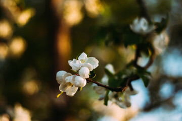 Apricot blossom selective focus blurry background