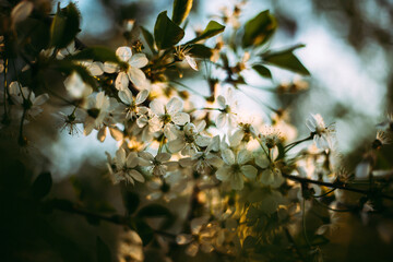 Apricot blossom selective focus blurry background