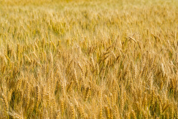 Wheat field with ripe ears, selective focus.