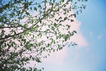 Obraz na płótnie Canvas cherry blossom against blue sky
