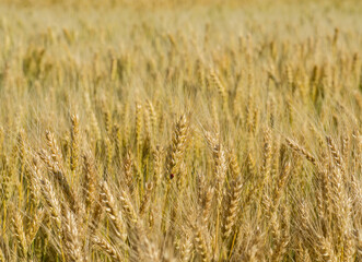 Wheat field with ripe ears, selective focus.