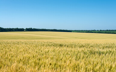 Wheat field under the blue sky.