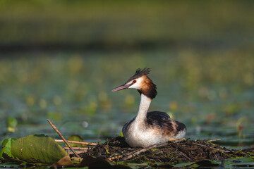 The Crested Grebe bird lays its eggs on a small lake, Podiceps cristatus