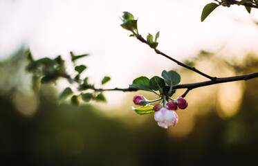Apricot blossom selective focus blurry background