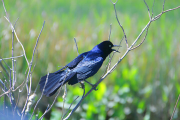 Blue Bird defends the territory