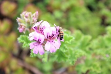 Una flor con una pequeña abeja 