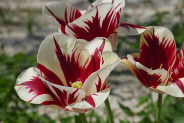 Fleur Rouge Blanche Faune Tulipe