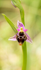 Horned Woodcock Orchid (Ophrys cornuta)