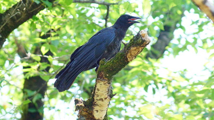 仲間に注意を促すカラス
