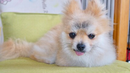 あっかんべーするポメラニアン