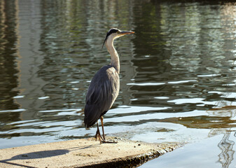 Ein Reiher am Wasser