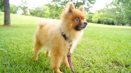 凛々しく獲物を狙うポメラニアン