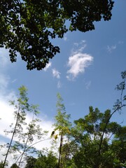 Cloudy sky in Forest