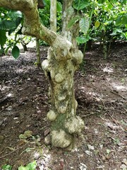 Old tree trunk of robusta coffee plant used in making decorative furniture for home