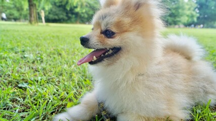 歩き疲れてはあはあするポメラニアン