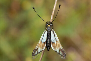 Milky owlfly (Libelloides lacteus)