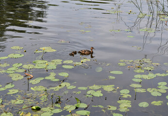 ducks with little ducklings on the river