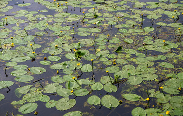 water lilies in a river along a walk path