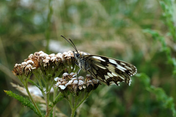 Schmetterling Schachbrettfalter auf weißer Blüte - Stockfoto