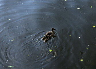 ducks with little ducklings on the river
