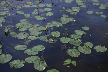 water lilies in a river along a walk path