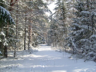 
Winter fairy tale
